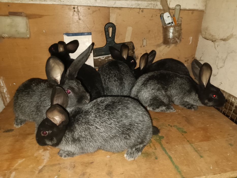 Продам кролі Полтавське Срібло