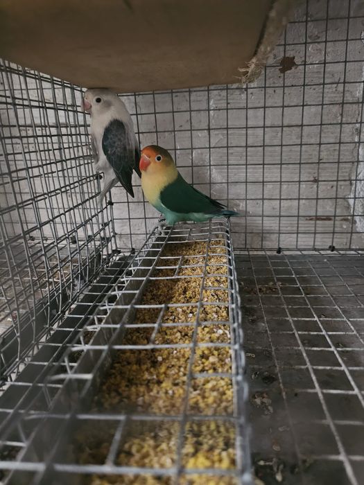 agapones para criar a mao