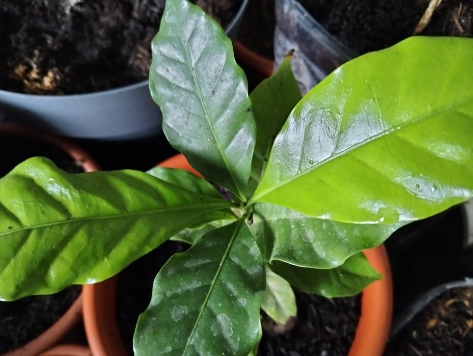 Planta de café arábica