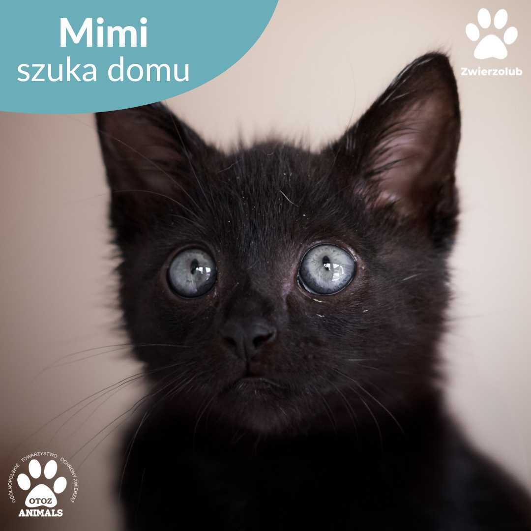 Mały kotek do adopcji! Poznajcie Mimi'ego!
