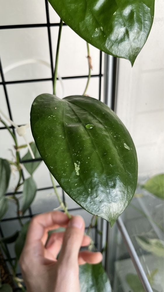 Hoya cinnamomifolia var. purpureofusca