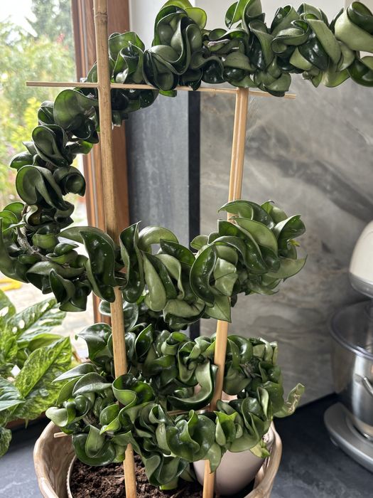 Hoya hoja carnosa compacta