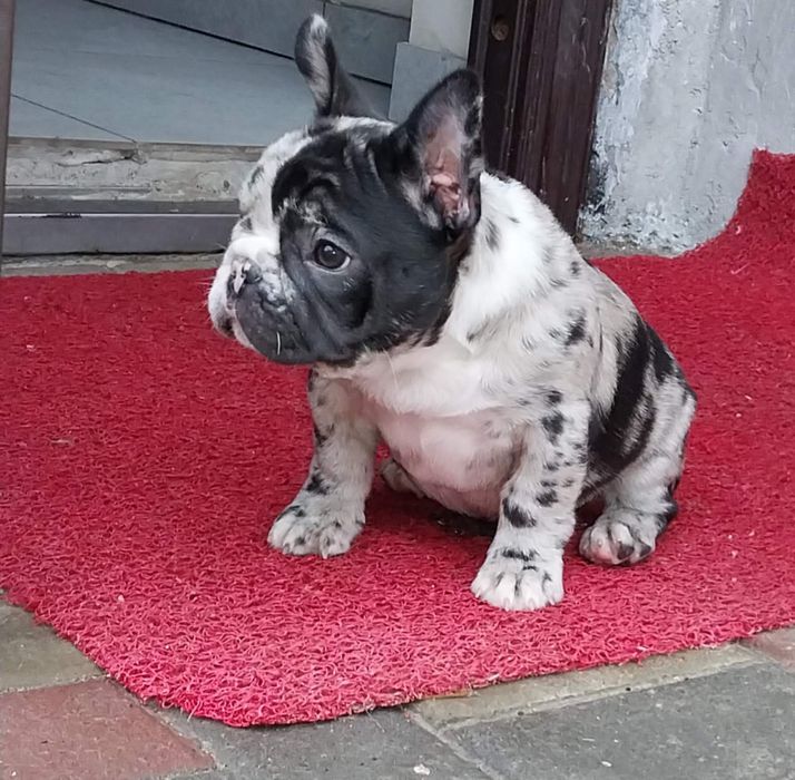 Шикарная красуня девчуля