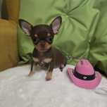 *Juz do odbioru *Chihuahua suczka czekolada xs