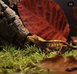 Gekon orzęsiony + terrarium