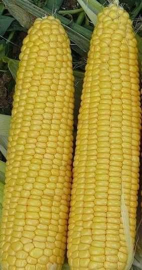 Продам сладкую кукурузу Добрыня