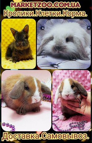 Карликовые мини кролики,міні кролик декоративний,крольчата,кроленята