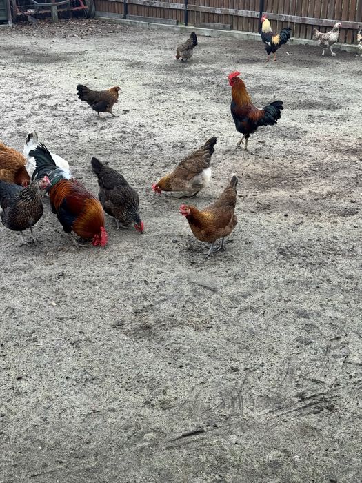 Sprzedam koguty zielononóżki