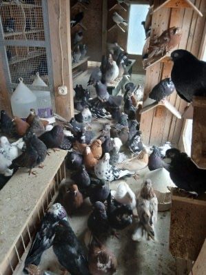 Golebie orliki lubelskie