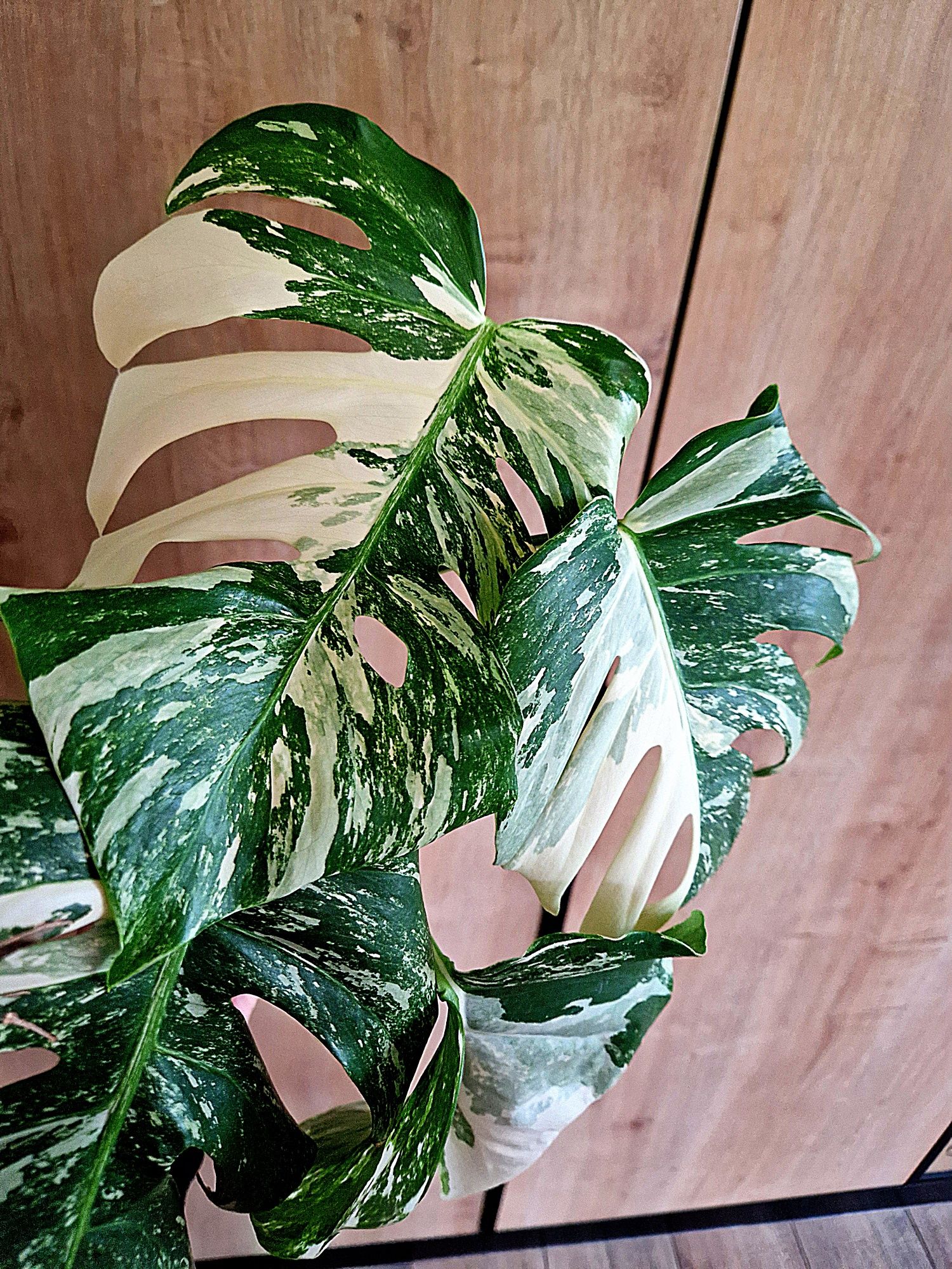 Monstera variegata