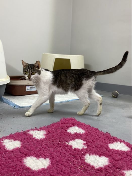 Młoda, kochana i przyjazna kotka pełna uroku