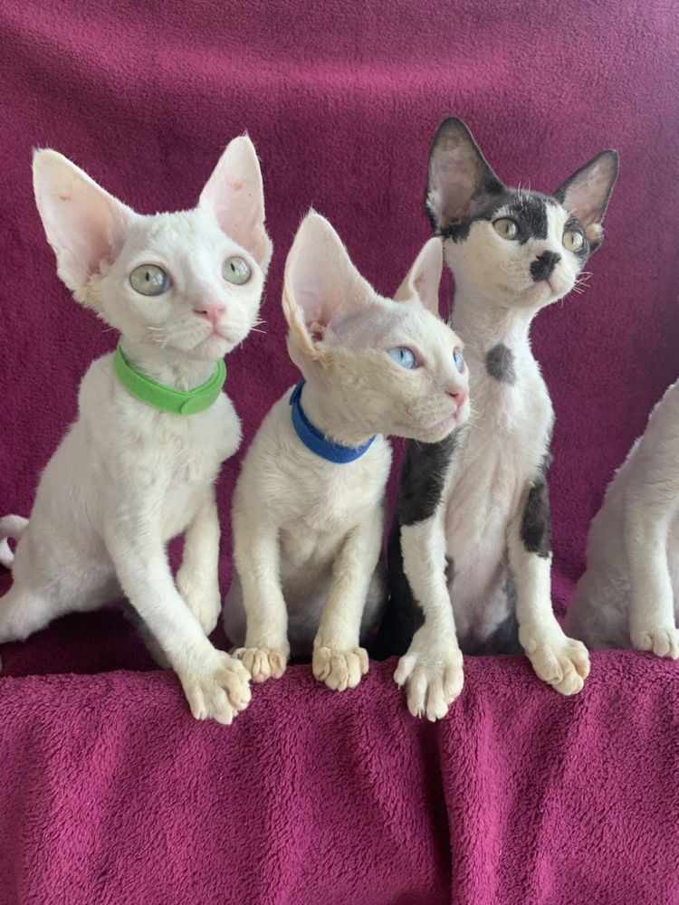 Кошеня Девон рекс