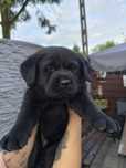 Labrador Retriever suczka czarna Amber