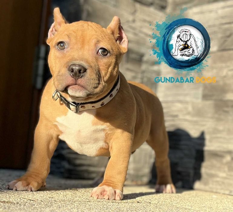 American Bully ABKC suczka