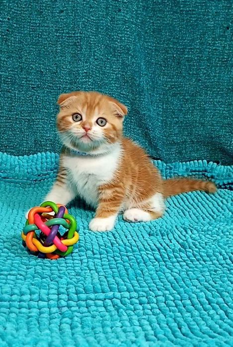 Котенок : "Замурчательный" рыжий котопаренек .