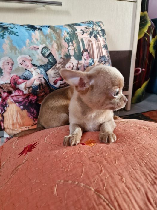 Терміново! Велика знижка! Тільки хлопчики. Поспішайте . Доставка по об