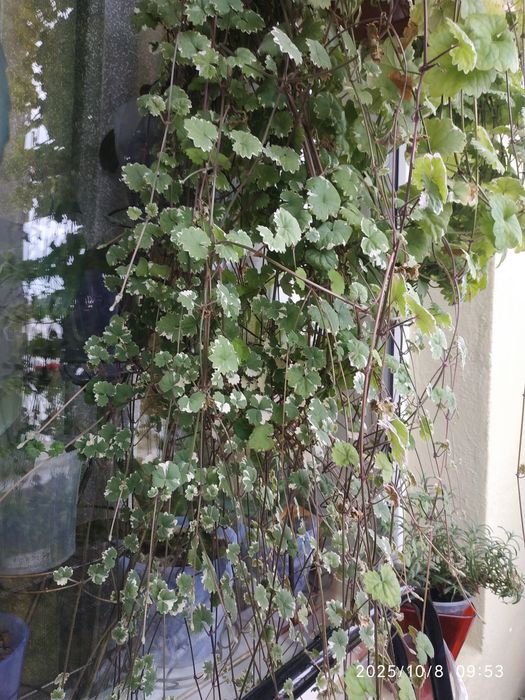 Будра ампельна variegata