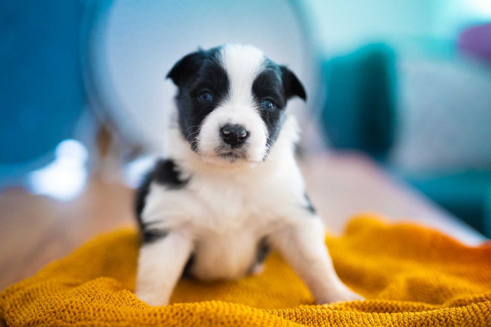 szczeniak Border Collie suczka - badania genetyczne