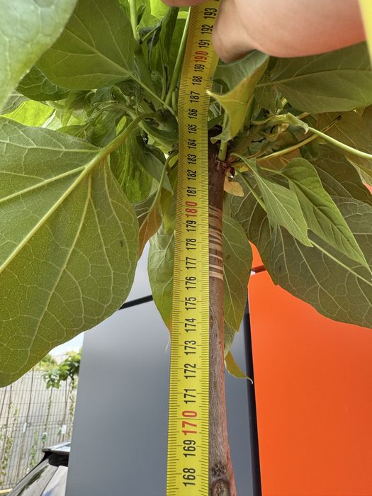 Катальпа Нана, Catalpa Nana