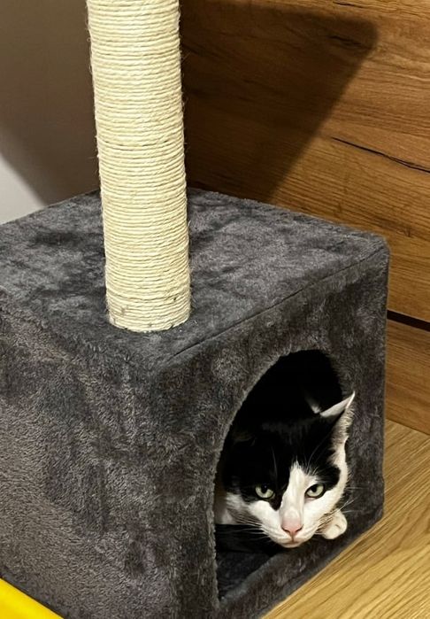 NOWY elegancki drapak dla kota w stylowym designie