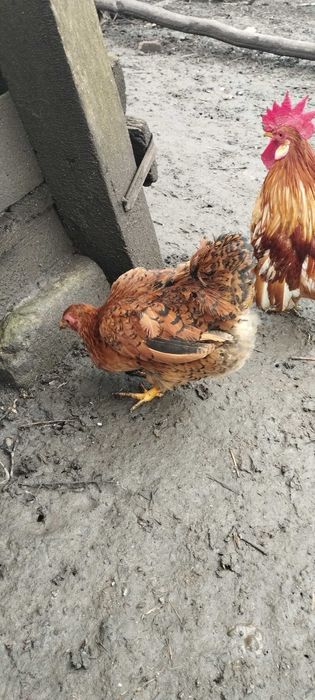 Карликові кури .