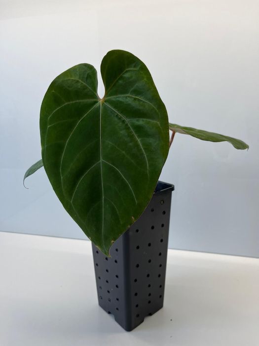 Anthurium Hoffmani x Dressleri x