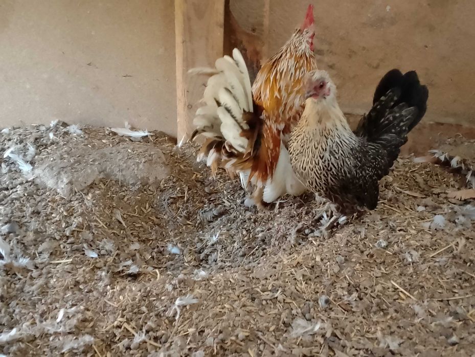 Serama malezyjska para