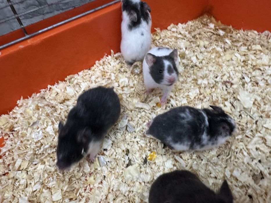 Chomik syryjski młode