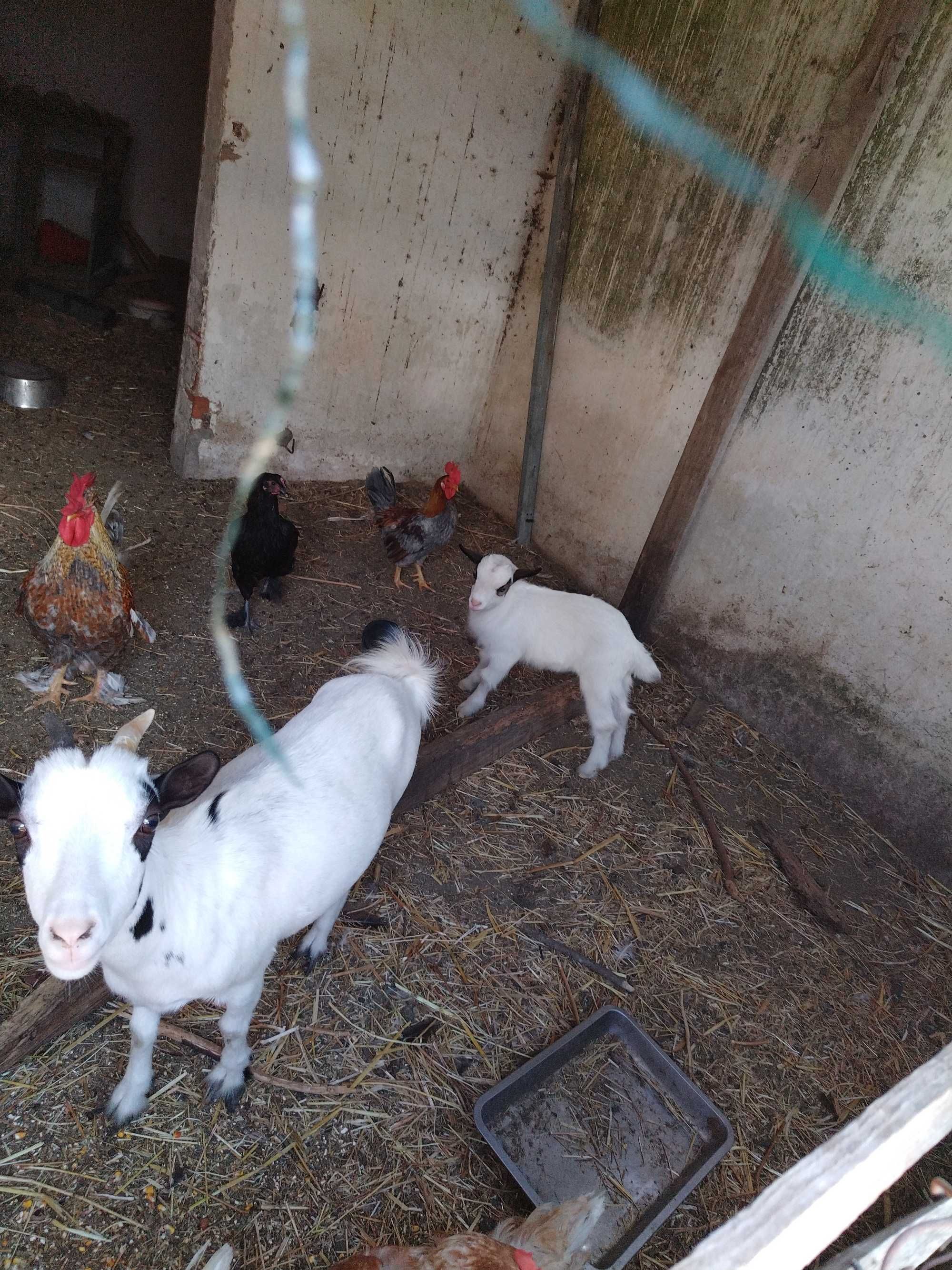 Casal de cabras anãs com cria com 2 meses