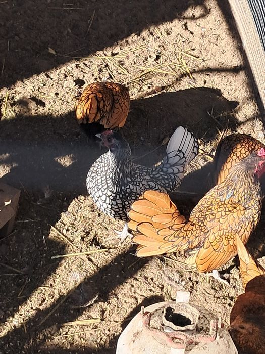 Jaja lęgowe sebrytki