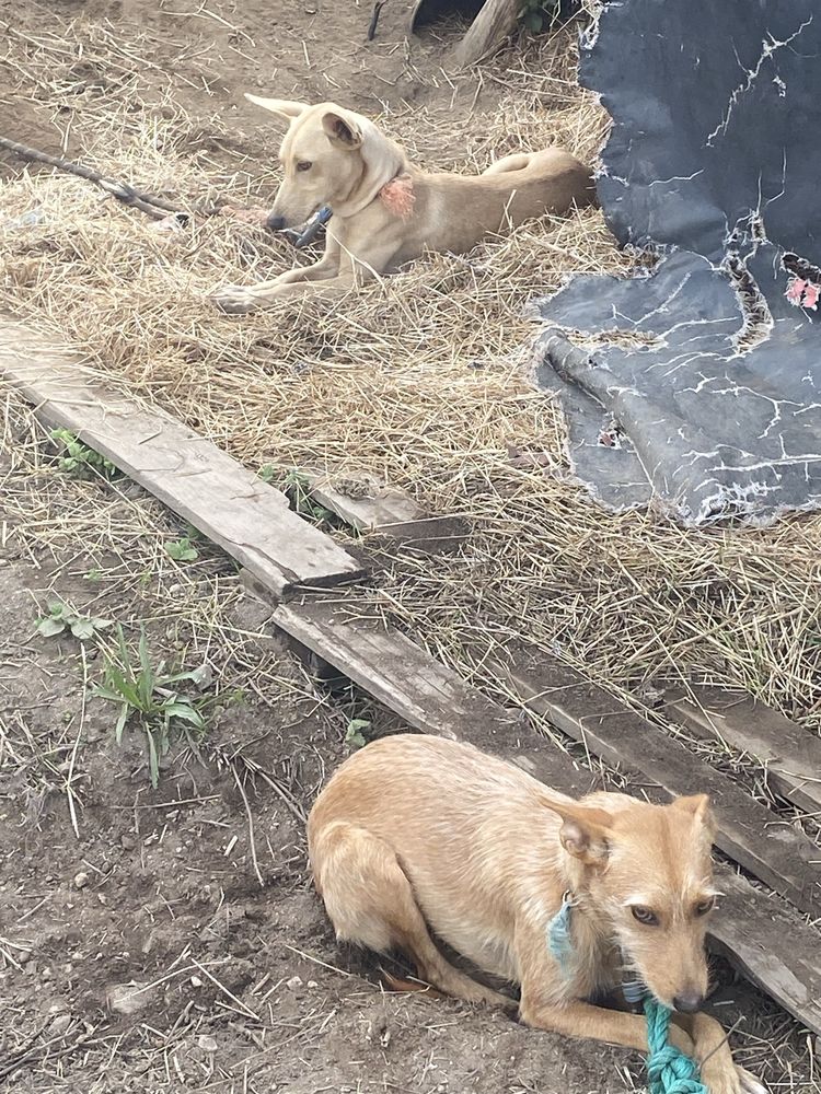 Caēs para adopção