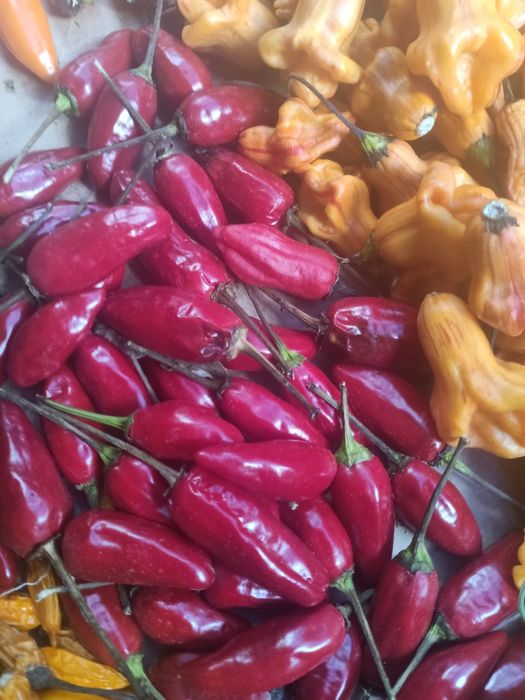 Piri- piri Biológico