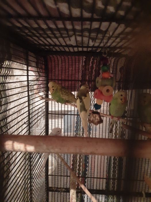 Sprzedam papugi faliste