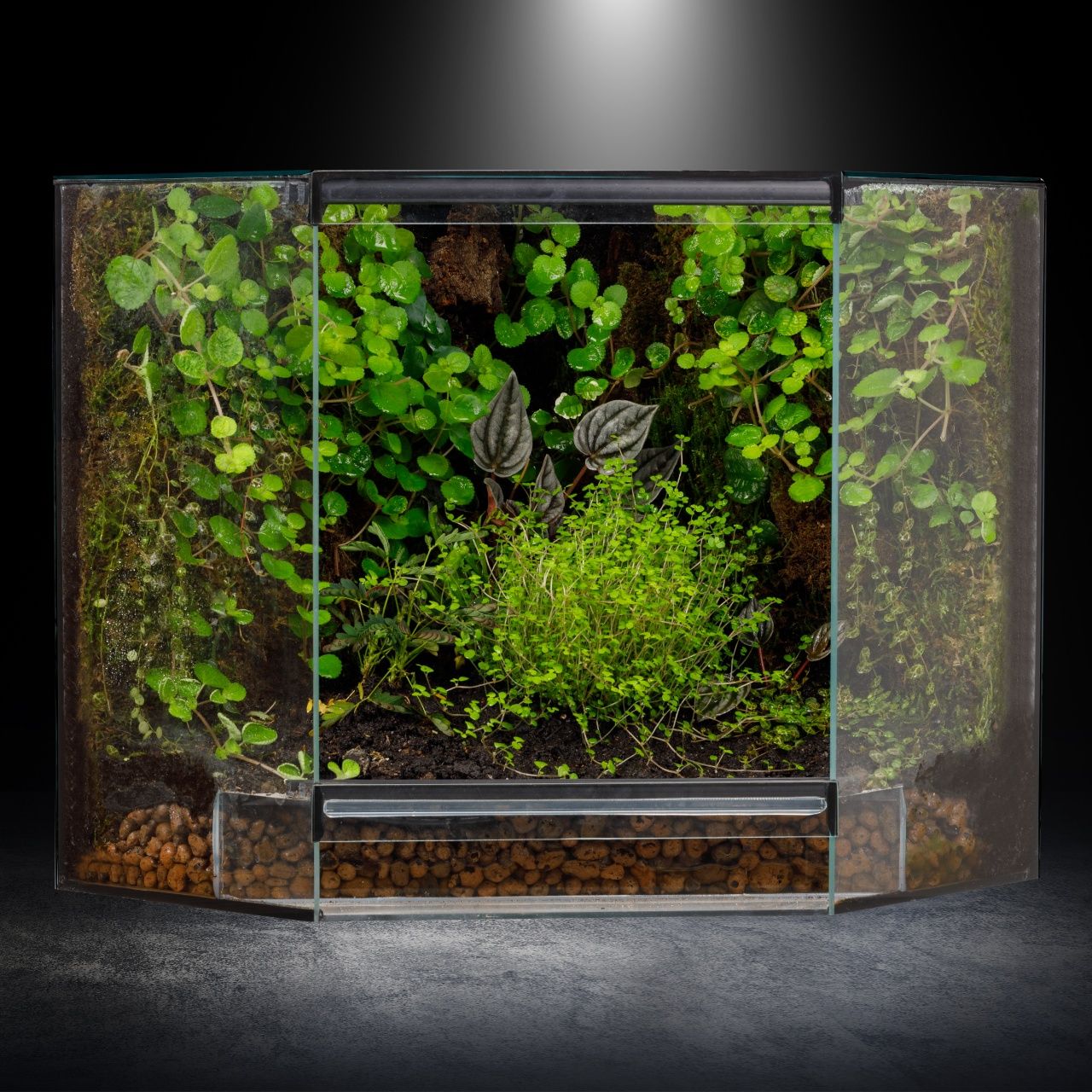 Terrarium tropikalne aktywne biologicznie