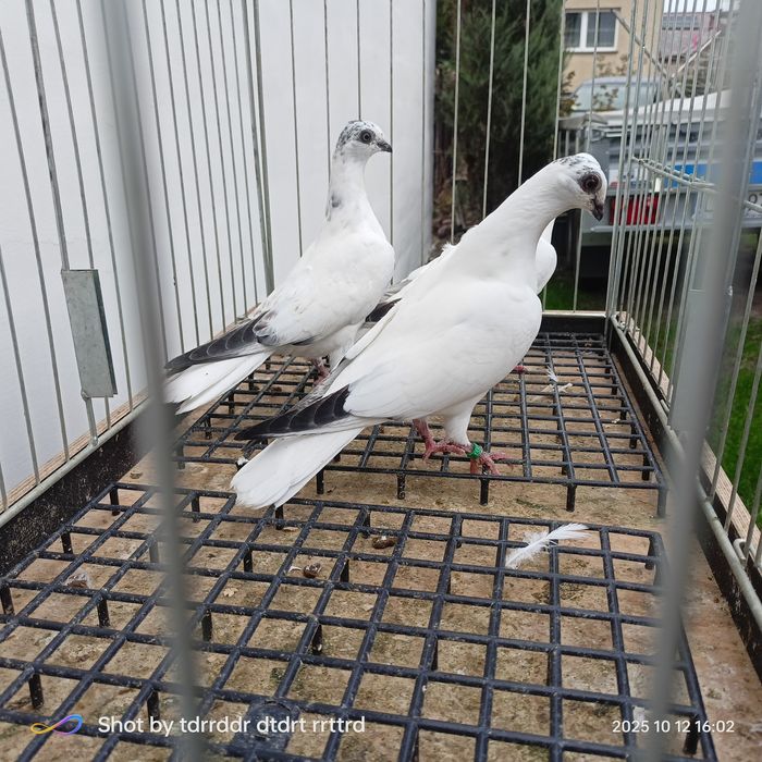 Bociany budapesztańskie