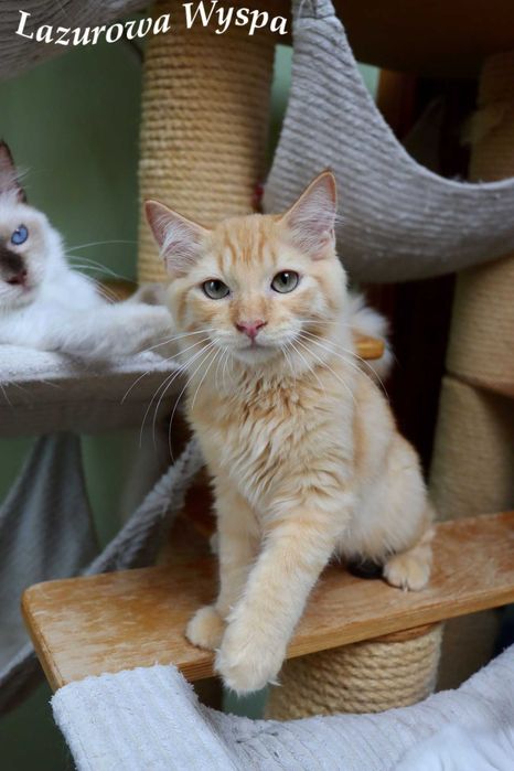 Złoty , słodki  Ragdoll