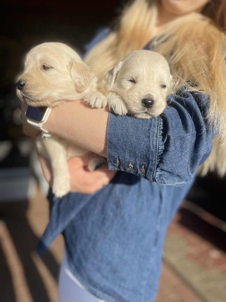 Golden retriever-szczenię