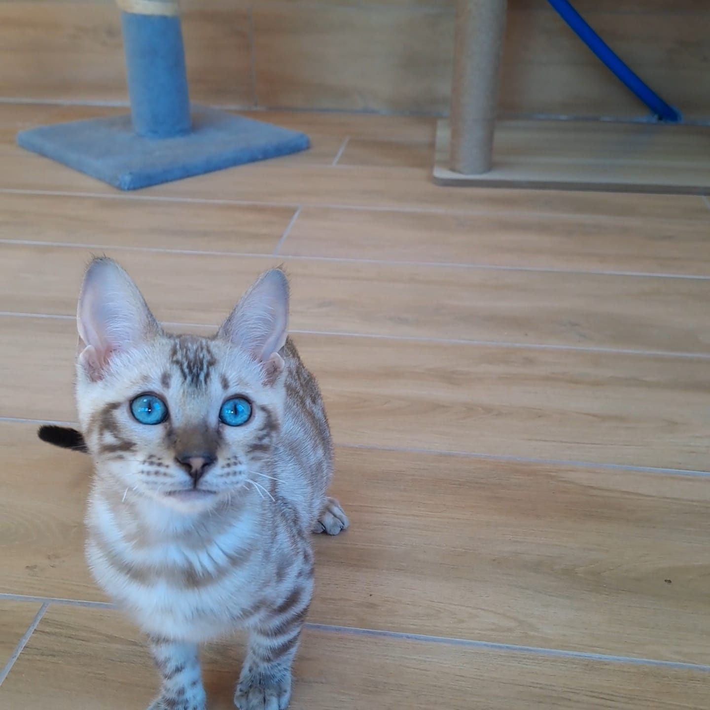 Бенгальский котёнок кот кошка