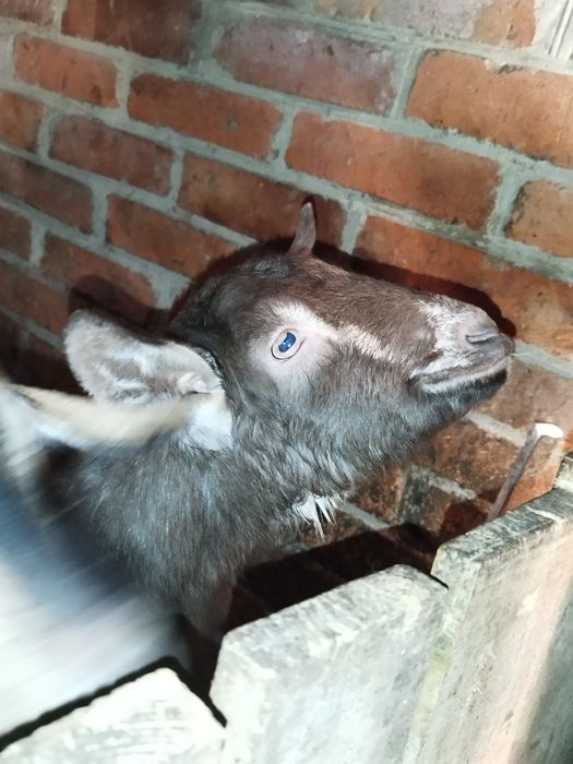 Продам козенята різного віку