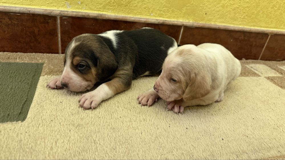 Бигль щенки мальчики и девочки