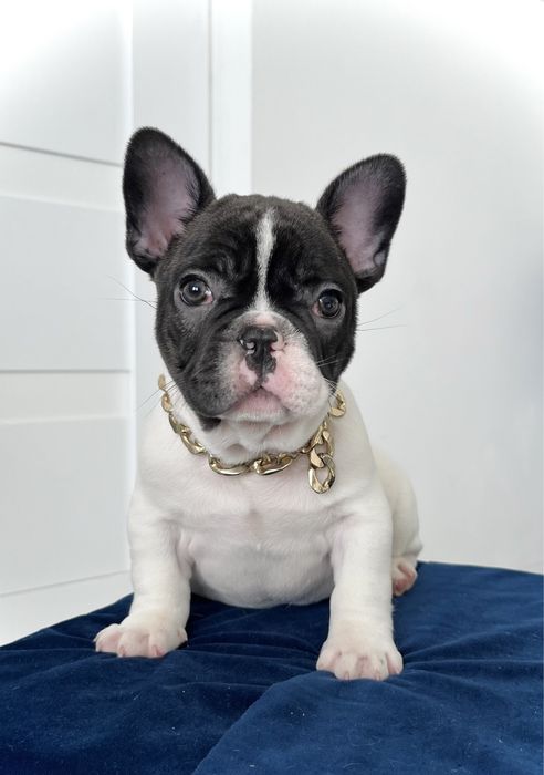 Buldog francuski piesek