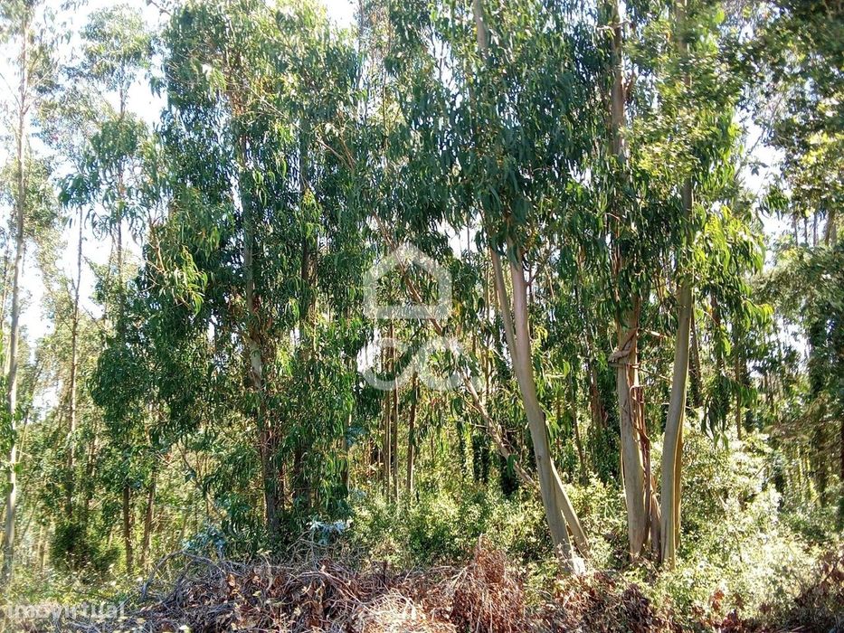 Fantástico terreno rústico com uma área de 4280m2