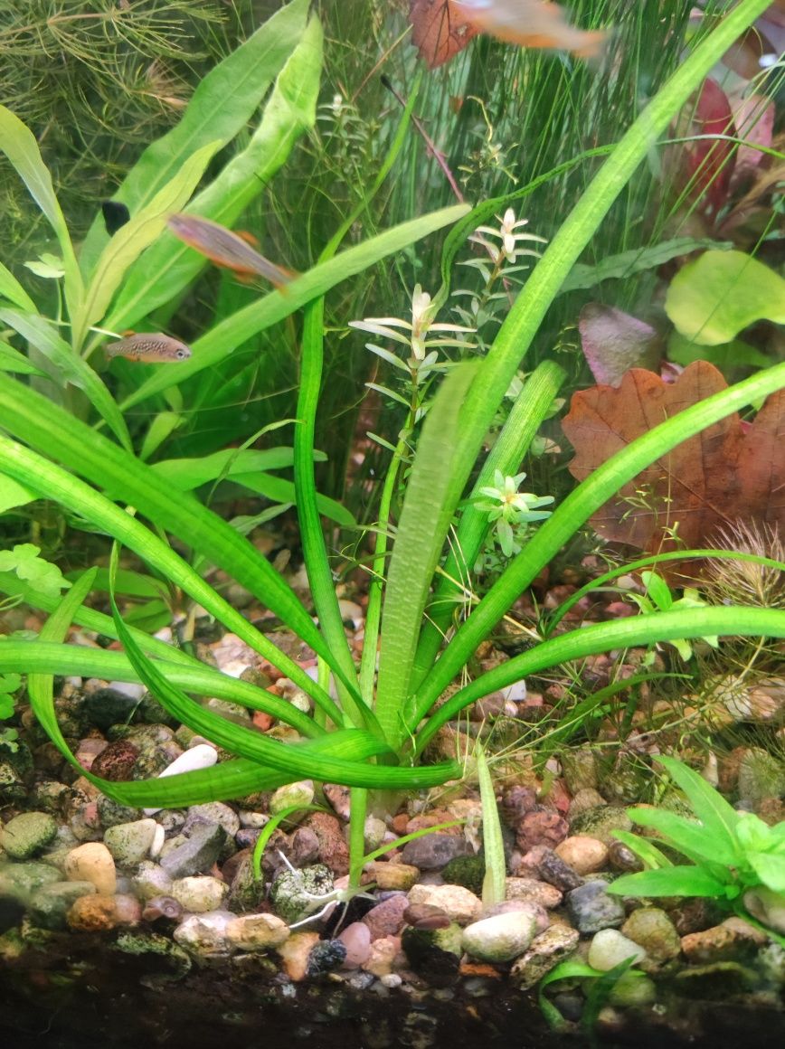 strzałka trawka sagittaria subulata łatwa roślina akwariowa