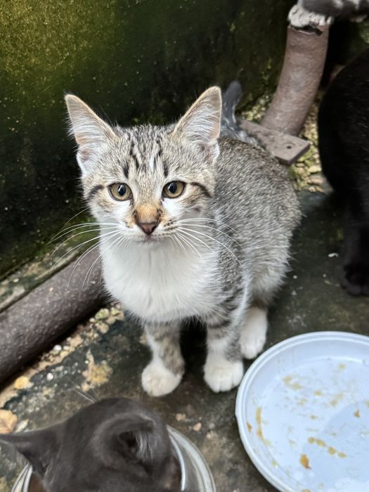 Кошеня дівчинка 3 місяці
