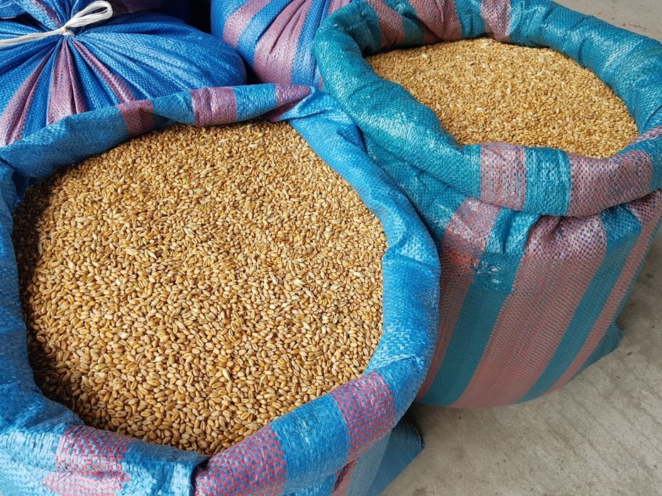 Pszenica zimowa ozima Euforia