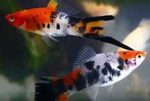 MISIEKZOO Żyworódki - Mieczyki KOi / Mieczyki Tricolor tylko 9 zł