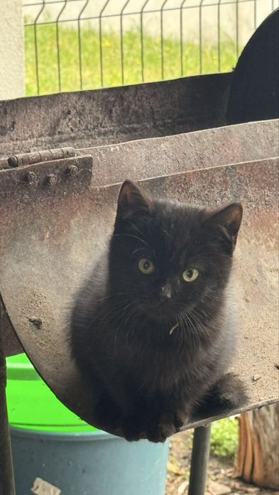 Продам кошенят шотландські весловухі