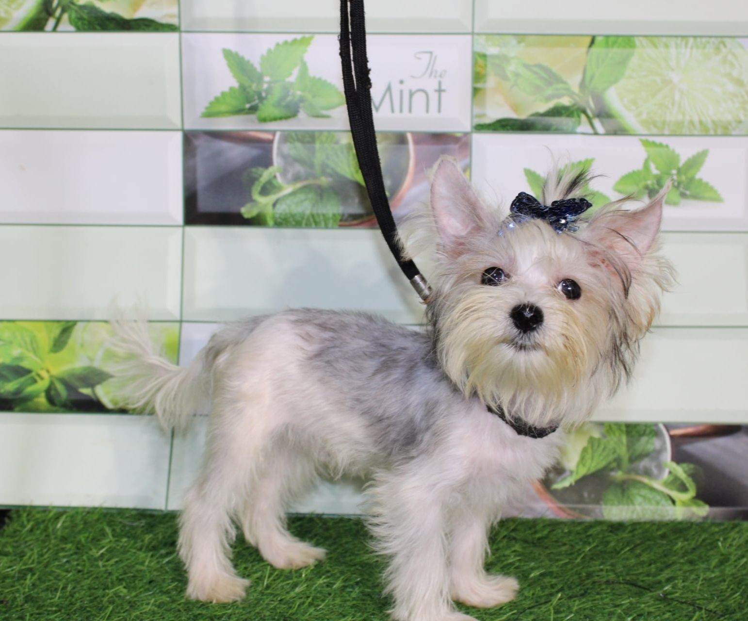 Biewer Yorkshire Terrier miniaturowy piesek