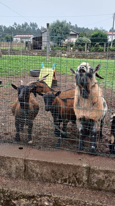 Cabras anas todas prenhas 10 fêmeas e um macho