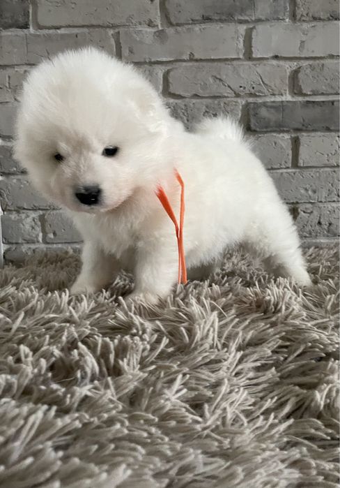 Piesek samoyed, Zwiazek Kynologiczny w Polsce